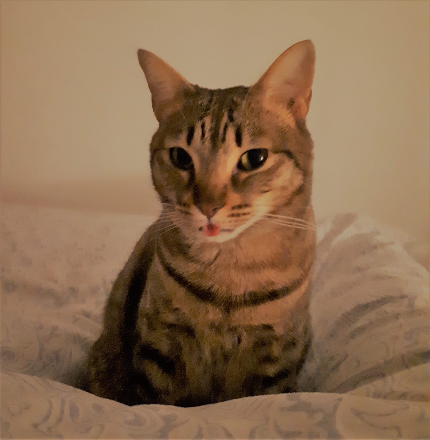 Como Hacer Que Un Gato Venga Hacia Ti